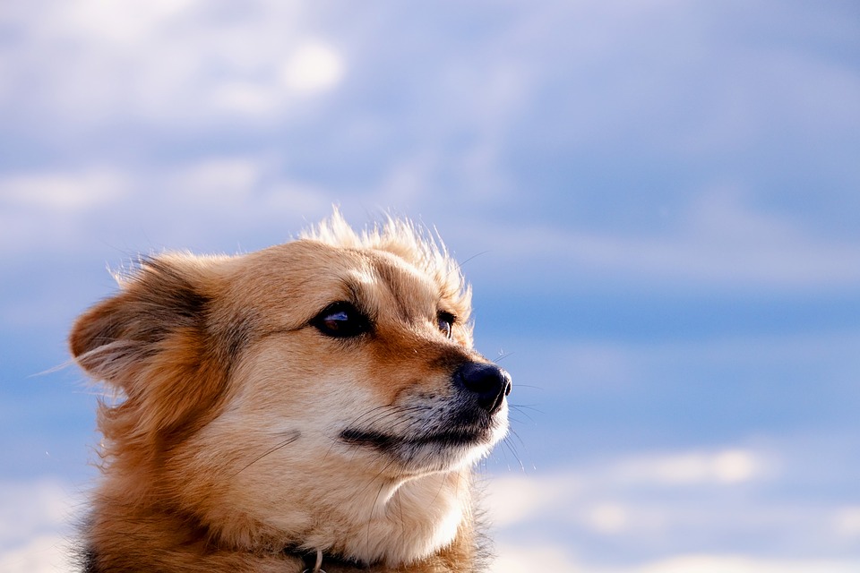 Beau chien