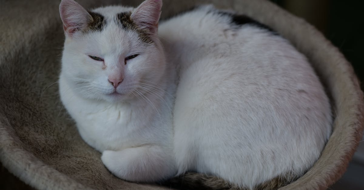 assurance pour animaux domestiques : comparez les options et trouvez la meilleure couverture pour la santé de votre animal avec notre assurance pet insurance.