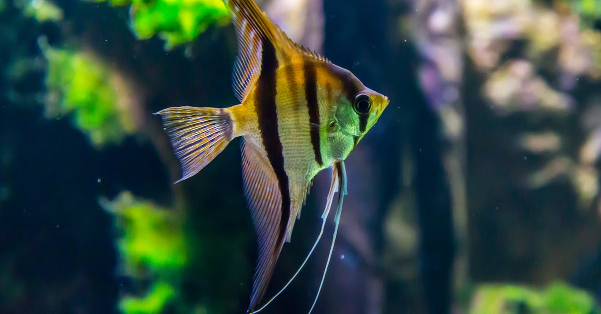 découvrez l'univers fascinant de l'aquarium et plongez dans un monde sous-marin d'une beauté captivante. explorez une diversité spectaculaire de créatures marines et laissez-vous émerveiller par la richesse de la vie aquatique. visitez dès maintenant notre aquarium pour une expérience inoubliable.