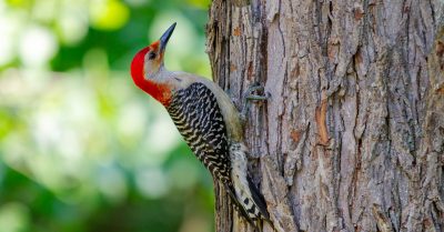 découvrez tout sur le pic bois, cet oiseau fascinant et sa vie dans la forêt