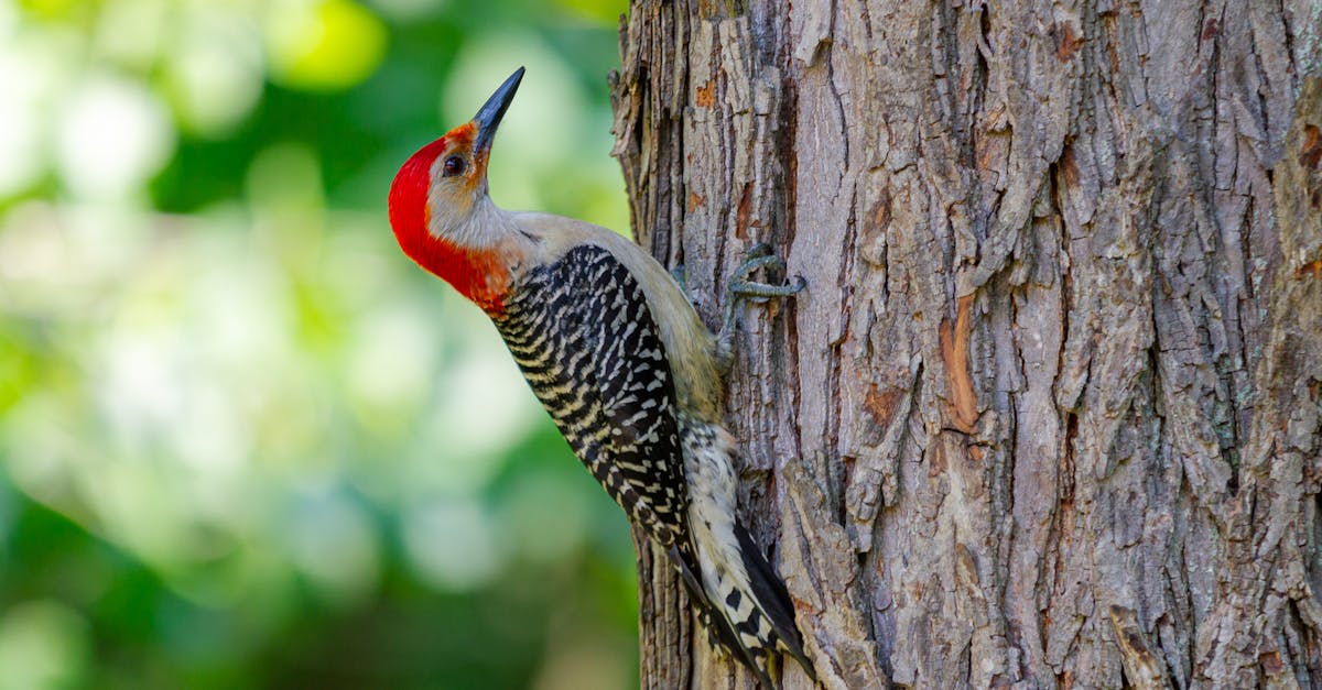 découvrez tout sur le pic bois, cet oiseau fascinant et sa vie dans la forêt