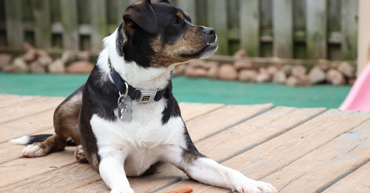 assurance pour animaux de compagnie : protégez la santé de votre animal avec une assurance adaptée.