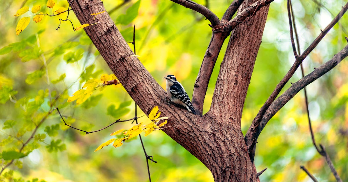 découvrez tout sur le pic flamboyant, un oiseau fascinant, ses caractéristiques, son habitat et ses habitudes de vie.