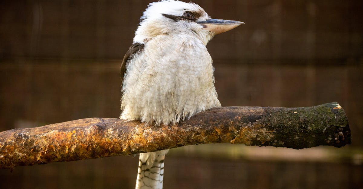 découvrez tout sur le woodpecker, un oiseau fascinant connu pour son bec puissant et son habileté à tambouriner sur les arbres.