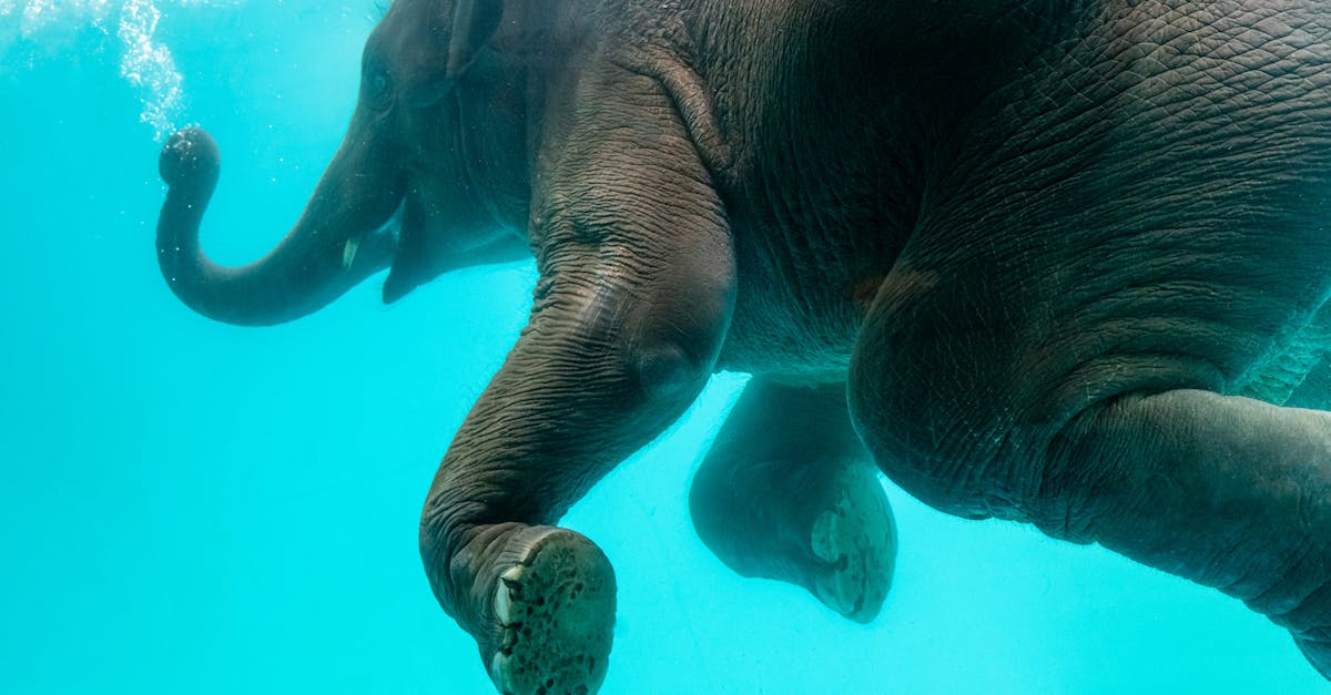 découvrez les bienfaits des piscines naturelles, une alternative écologique et esthétique aux piscines traditionnelles. profitez d'une eau claire et pure grâce à des systèmes de filtration biologiques, tout en intégrant votre espace extérieur dans la nature.