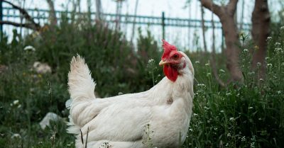 découvrez le rôle essentiel du propriétaire terrien (landowner) dans la gestion des terres, la responsabilité environnementale et le développement de projets agricoles et immobiliers. informez-vous sur les droits et obligations qui en découlent.