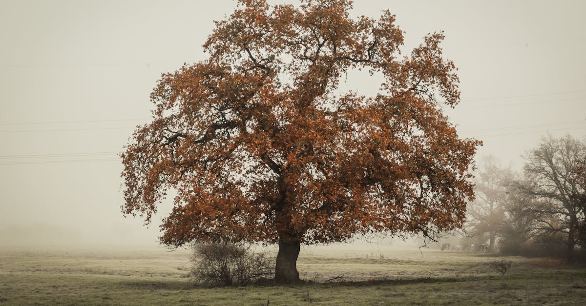 découvrez l'univers enchanteur de willow, où la magie et l'aventure se rencontrent. plongez dans une histoire captivante pleine de personnages fascinants, de quêtes épiques et de mystères à résoudre. rejoignez willow dans sa formidable odyssée et vivez une expérience inoubliable.